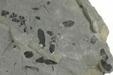 Fossil Flora (Zeilleria, Macroneuropteris & Annularia) Plate #201744-3